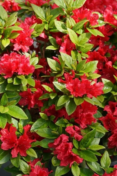 Perfecto Mundo Red Reblooming Azalea - 2 Gallon Pot -Chaste Tree World azalea perfecto mundo red 2 2