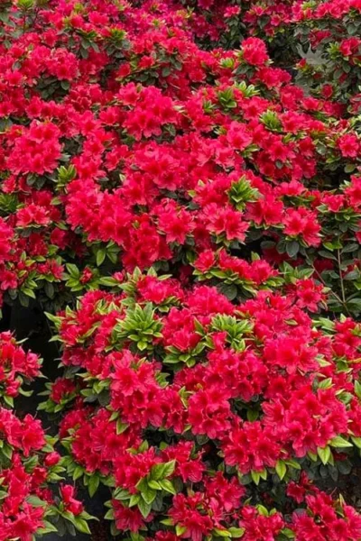 Perfecto Mundo Red Reblooming Azalea - 1 Gallon Pot -Chaste Tree World azalea perfecto mundo red 5 3