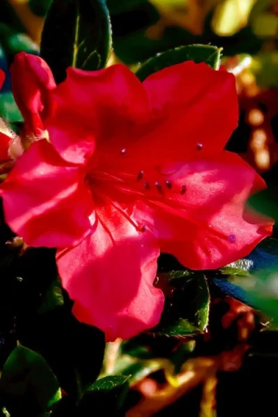 Perfecto Mundo Red Reblooming Azalea - 1 Gallon Pot -Chaste Tree World azalea perfecto mundo red 6 3