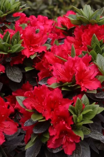 Perfecto Mundo Red Reblooming Azalea - 3 Pack Of Quart Pots -Chaste Tree World azalea perfecto mundo red 8 1