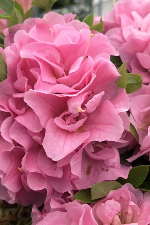 Perfecto Mundo Double Pink Reblooming Azalea - 3 Gallon Pot 1 Perfecto Mundo Double Pink Reblooming Azalea - 3 Gallon Pot