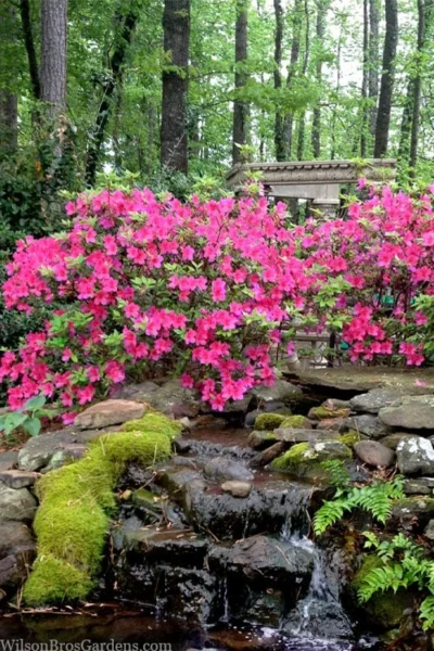 Pink Formosa Azalea - 3 Gallon Pot -Chaste Tree World azalea pink formosa 2 1