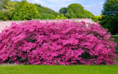 Pink Formosa Azalea - 1 Gallon Pot -Chaste Tree World azalea pink formosa 4 2