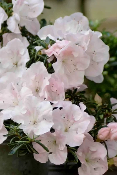 Tsuki No Shimo Satsuki Azalea - 1 Gallon Pot -Chaste Tree World azalea satsuki tsuki no shimo 100