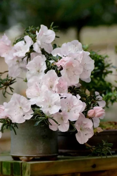 Tsuki No Shimo Satsuki Azalea - 3 Gallon Pot 21 Tsuki No Shimo Satsuki Azalea - 3 Gallon Pot -Chaste Tree World azalea satsuki tsuki no shimo 101 1