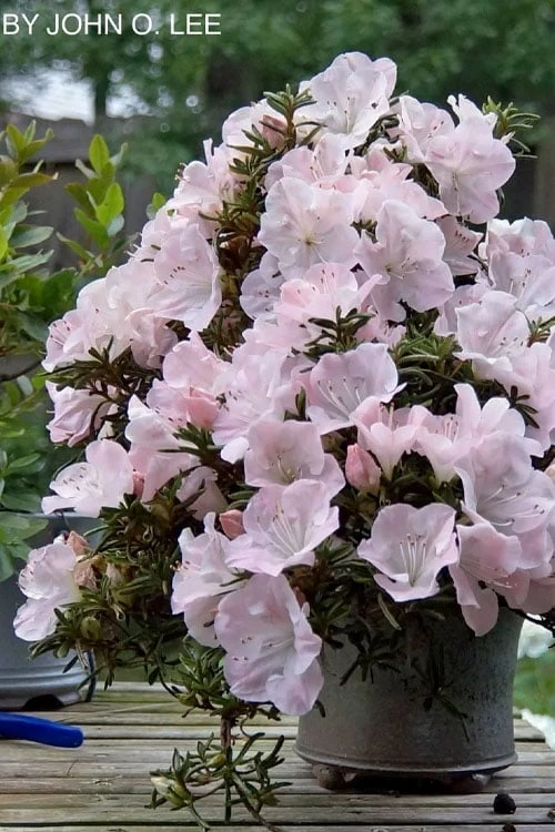 Tsuki No Shimo Satsuki Azalea - 3 Gallon Pot 1 Tsuki No Shimo Satsuki Azalea - 3 Gallon Pot