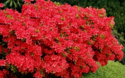 Stewartstonian Azalea - 3 Gallon Pot -Chaste Tree World azalea stewartstonian 3