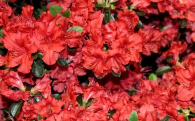 Stewartstonian Azalea - 1 Gallon Pot -Chaste Tree World azalea stewartstonian 4 1
