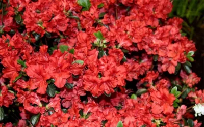 Stewartstonian Azalea - 3 Gallon Pot -Chaste Tree World azalea stewartstonian 6