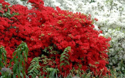 Stewartstonian Azalea - 1 Gallon Pot -Chaste Tree World azalea stewartstonian 7 1