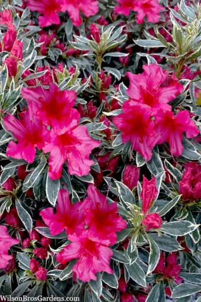The Robe Azalea - 3 Gallon Pot 7 The Robe Azalea - 3 Gallon Pot -Chaste Tree World azalea the robe 3