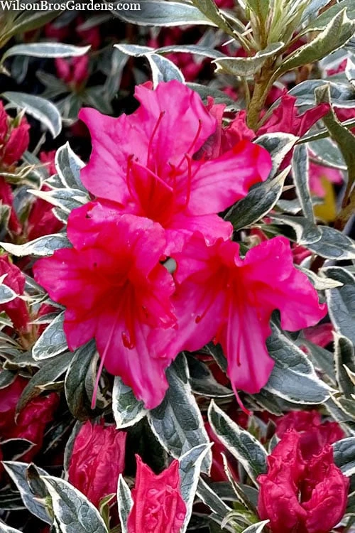The Robe Azalea - 3 Gallon Pot 1 The Robe Azalea - 3 Gallon Pot