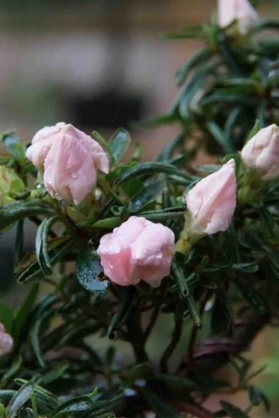 Tsuki No Shimo Satsuki Azalea - 3 Gallon Pot 20 Tsuki No Shimo Satsuki Azalea - 3 Gallon Pot -Chaste Tree World azalea tsuki no shimo 2 1