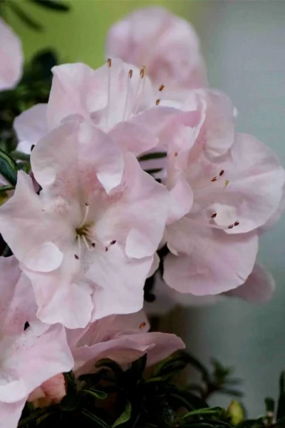 Tsuki No Shimo Satsuki Azalea - 3 Gallon Pot 14 Tsuki No Shimo Satsuki Azalea - 3 Gallon Pot -Chaste Tree World azalea tsuki no shimo 3 1