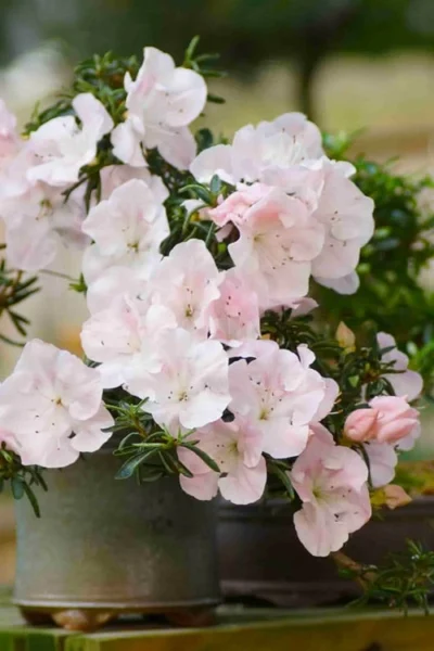 Tsuki No Shimo Satsuki Azalea - 1 Gallon Pot -Chaste Tree World azalea tsuki no shimo 6