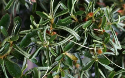 Tsuki No Shimo Satsuki Azalea - 3 Gallon Pot 15 Tsuki No Shimo Satsuki Azalea - 3 Gallon Pot -Chaste Tree World azalea tsuki no shimo 7 1