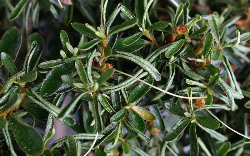 Tsuki No Shimo Satsuki Azalea - 3 Gallon Pot 5 Tsuki No Shimo Satsuki Azalea - 3 Gallon Pot - Image 5