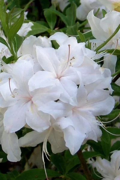 White Lights Cold Hardy Azalea - 1 Gallon Pot -Chaste Tree World azalea white lights 1