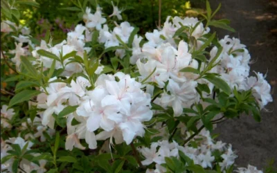 White Lights Cold Hardy Azalea - 1 Gallon Pot -Chaste Tree World azalea white lights 2