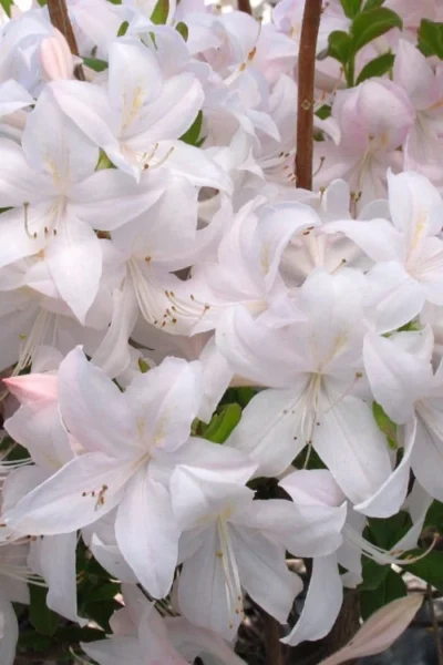 White Lights Cold Hardy Azalea - 1 Gallon Pot -Chaste Tree World azalea white lights 3