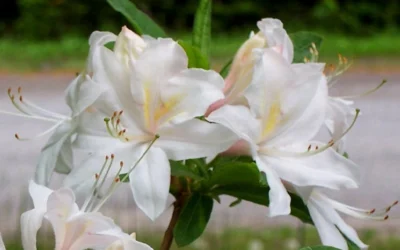 White Lights Cold Hardy Azalea - 1 Gallon Pot -Chaste Tree World azalea white lights 5
