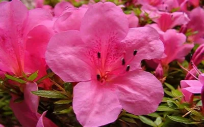 Chinzan Dwarf Azalea - 3 Gallon Pot -Chaste Tree World azaleachinzan 1