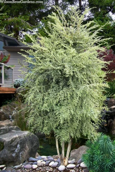 Variegated Boxleaf Azara Tree - 5 Gallon Pot