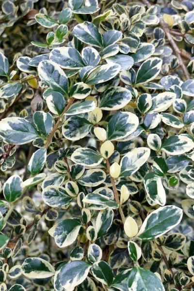Variegated Boxleaf Azara Tree - 5 Gallon Pot -Chaste Tree World azara microphylla variegata boxleaf azara 4