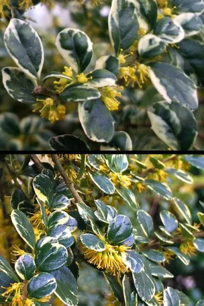 Variegated Boxleaf Azara Tree - 5 Gallon Pot -Chaste Tree World azara microphylla variegata boxleaf azara 7