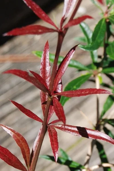 Foundation Evergreen Barberry (Berberis Replicata) - 1 Gallon Pot -Chaste Tree World berberis replicata foundation barberry 2