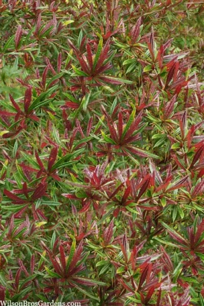 Foundation Evergreen Barberry (Berberis Replicata) - 1 Gallon Pot -Chaste Tree World berberis replicata foundation barberry 5