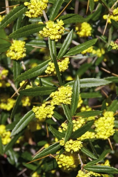 Foundation Evergreen Barberry (Berberis Replicata) - 1 Gallon Pot -Chaste Tree World berberis replicata foundation barberry 6