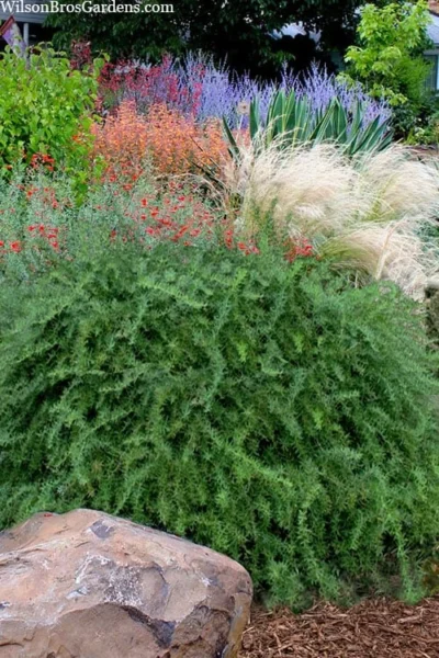 Foundation Evergreen Barberry (Berberis Replicata) - 1 Gallon Pot -Chaste Tree World berberis replicata foundation barberry 7