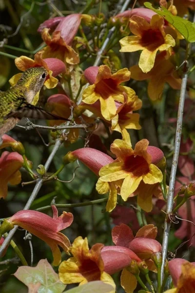 Crossvine (Bignonia Capreolata) - 3 Gallon Pot 11 Crossvine (Bignonia Capreolata) - 3 Gallon Pot -Chaste Tree World bignonia capreolata crossvine 5