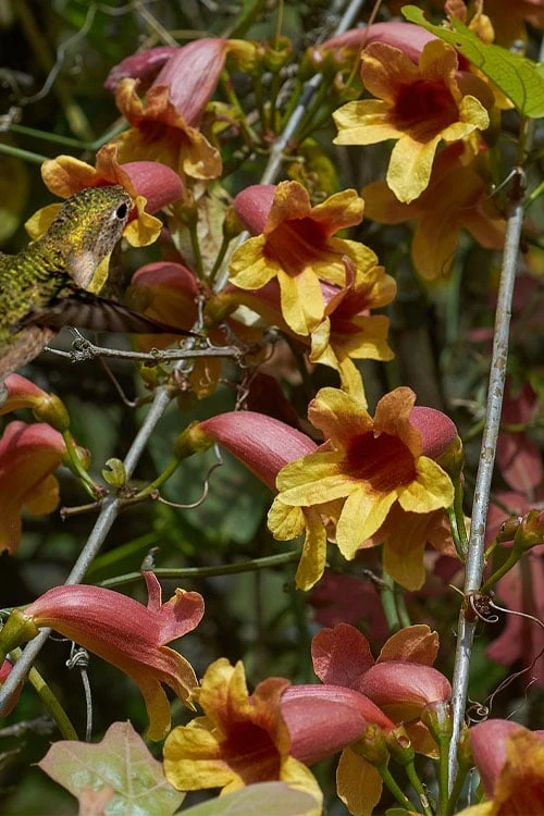 Crossvine (Bignonia Capreolata) - 3 Gallon Pot 6 Crossvine (Bignonia Capreolata) - 3 Gallon Pot - Image 6