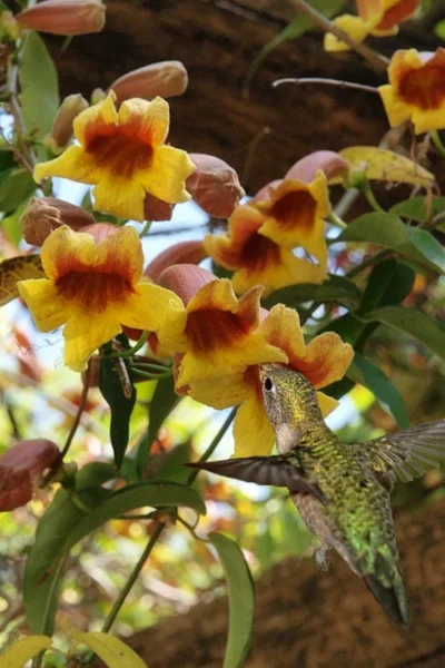 Crossvine (Bignonia Capreolata) - 3 Gallon Pot 10 Crossvine (Bignonia Capreolata) - 3 Gallon Pot -Chaste Tree World bignonia capreolata crossvine 7