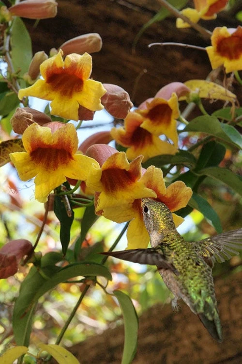 Crossvine (Bignonia Capreolata) - 3 Gallon Pot 5 Crossvine (Bignonia Capreolata) - 3 Gallon Pot - Image 5