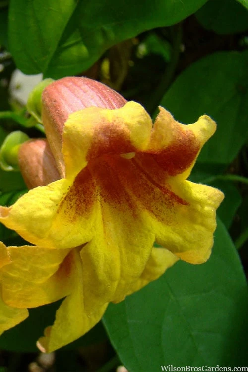 Crossvine (Bignonia Capreolata) - 3 Gallon Pot 1 Crossvine (Bignonia Capreolata) - 3 Gallon Pot