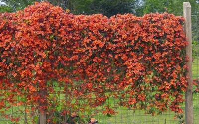 Tangerine Beauty Crossvine Bignonia - 3 Gallon Pot -Chaste Tree World bignonia capreolata tangerine beauty crossvine 101