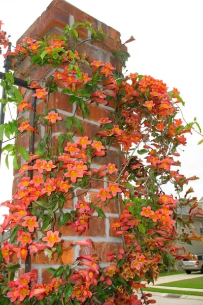 Tangerine Beauty Crossvine Bignonia - 3 Gallon Pot -Chaste Tree World bignonia capreolata tangerine beauty crossvine 102