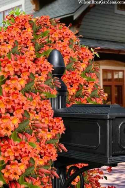 Tangerine Beauty Crossvine Bignonia - 3 Gallon Pot -Chaste Tree World bignonia capreolata tangerine beauty crossvine 103