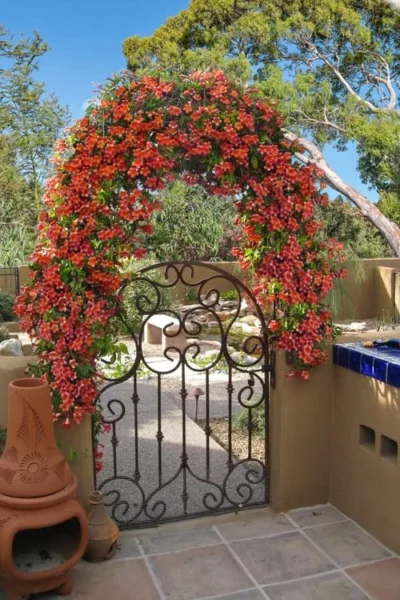 Tangerine Beauty Crossvine Bignonia - 3 Gallon Pot -Chaste Tree World bignonia capreolata tangerine beauty crossvine 110