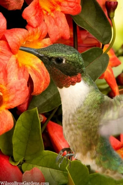 Tangerine Beauty Crossvine Bignonia - 3 Gallon Pot -Chaste Tree World bignonia capreolata tangerine beauty crossvine 111