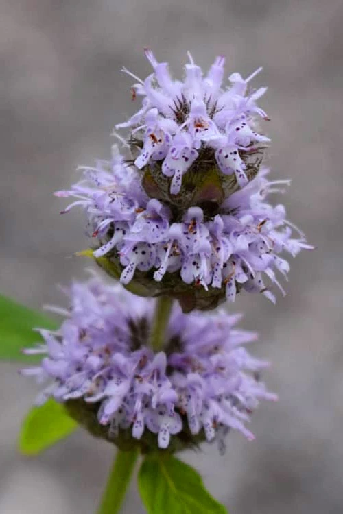 Downy Pagoda Plant (Blephilia Ciliata) - 1 Gallon Pot 1 Downy Pagoda Plant (Blephilia Ciliata) - 1 Gallon Pot