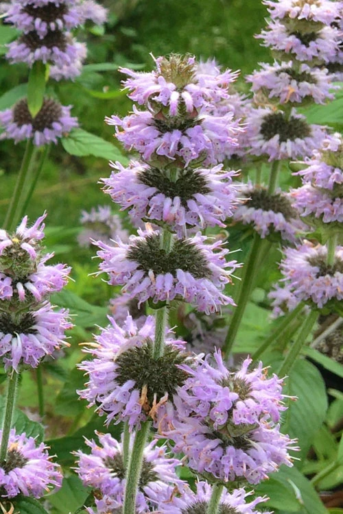 Downy Pagoda Plant (Blephilia Ciliata) - 1 Gallon Pot 5 Downy Pagoda Plant (Blephilia Ciliata) - 1 Gallon Pot - Image 5