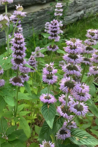 Downy Pagoda Plant (Blephilia Ciliata) - 1 Gallon Pot 8 Downy Pagoda Plant (Blephilia Ciliata) - 1 Gallon Pot -Chaste Tree World blephilia ciliata downy pagoda wood mint 5