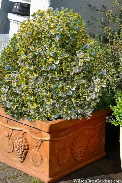 Sunburst Variegated Korean Boxwood - 1 Gallon Pot -Chaste Tree World boxwood sunburst golden 11