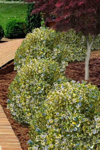 Sunburst Variegated Korean Boxwood - 1 Gallon Pot -Chaste Tree World boxwood sunburst golden 4