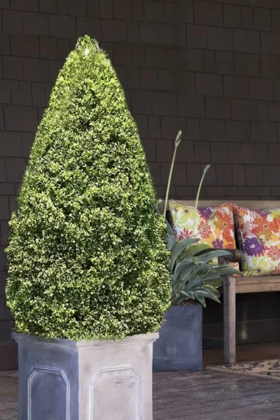 Variegated Boxwood (Buxus Sempervirens 'Aureovariegata') - 5 Gallon Pot 10 Variegated Boxwood (Buxus Sempervirens 'Aureovariegata') - 5 Gallon Pot -Chaste Tree World boxwood variegated cone 2