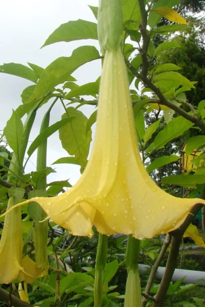 Yellow Angel's Trumpet (Brugmansia) - 3 Gallon Pot 10 Yellow Angel's Trumpet (Brugmansia) - 3 Gallon Pot -Chaste Tree World brugmansia candida yellow angels trumpet 1 1